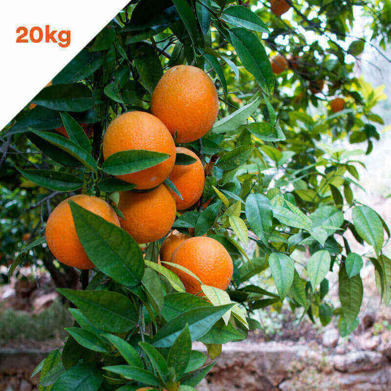 Naranjas sin Seleccionar 20kg