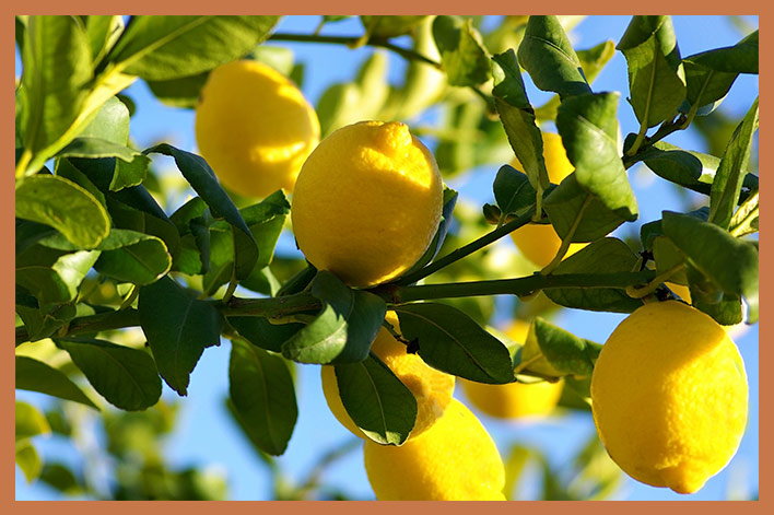 limon-beneficios